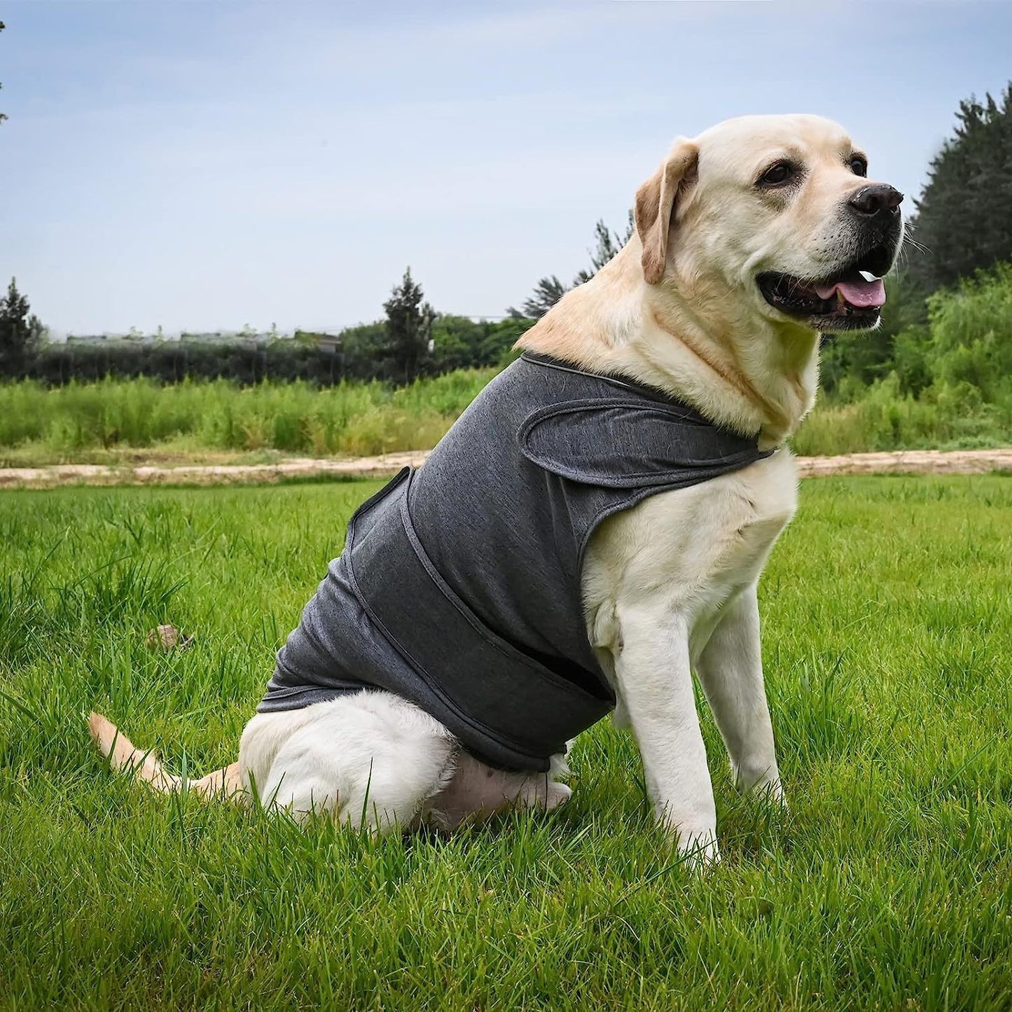 Anti-Anxiety Dog Thunder Jacket